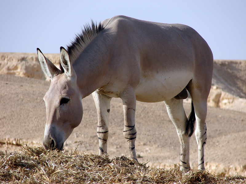 Equus asinus somalicus / Somali wild ass (male)