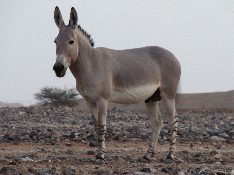 Equus asinus somalicus / Somali wild ass (male)