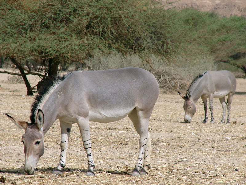 Equus asinus somalicus / Somali wild ass (pair)