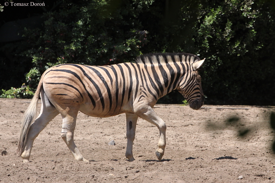 Equus burchelli antiquorum.