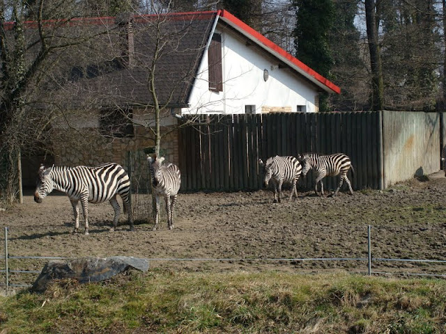Equus burchelli boehmii