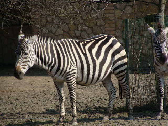 Equus burchelli boehmii