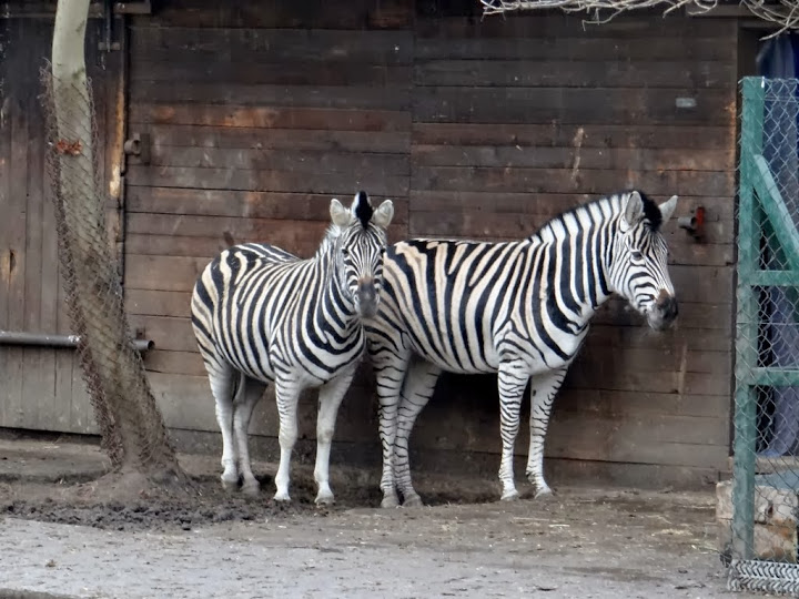 Equus burchelli chapmanni