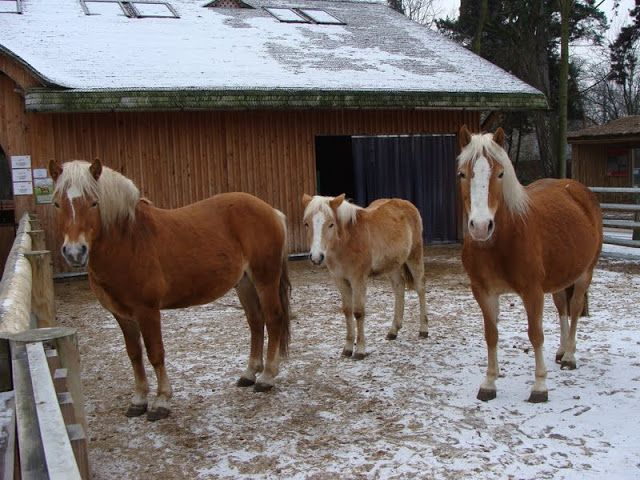 Equus caballus caballus haflinger