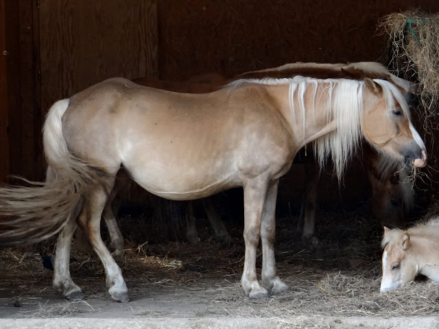 Equus caballus caballus haflinger