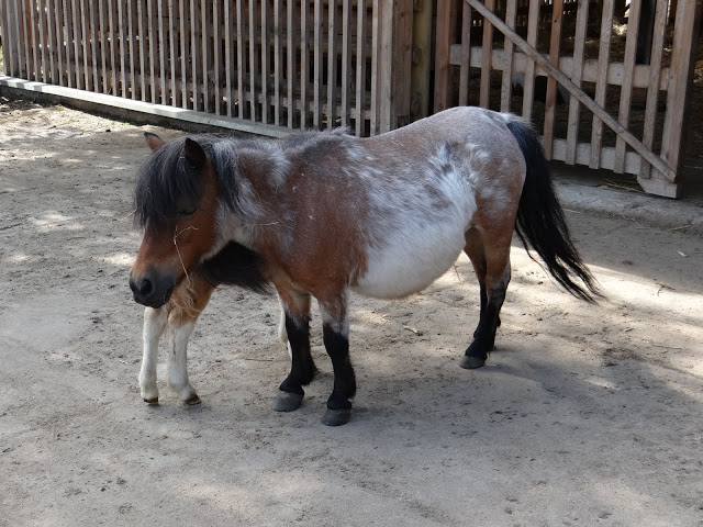 Equus caballus caballus shetland
