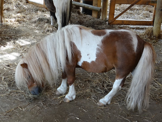 Equus caballus caballus shetland