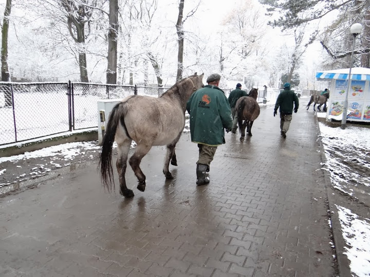 Equus caballus caballus