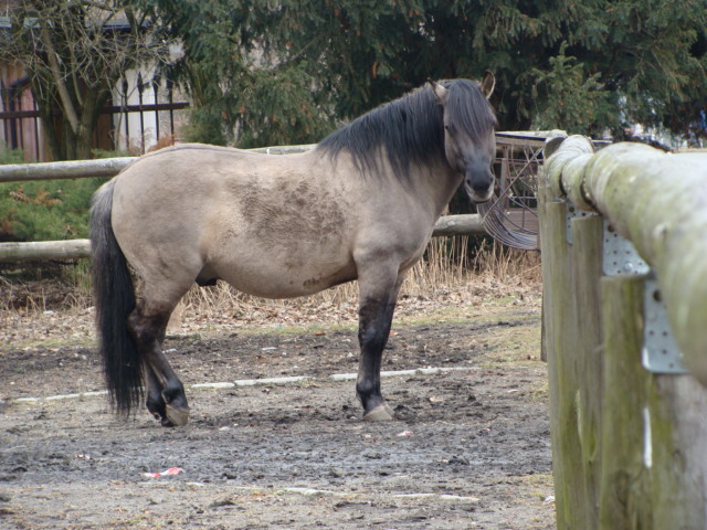 Equus caballus