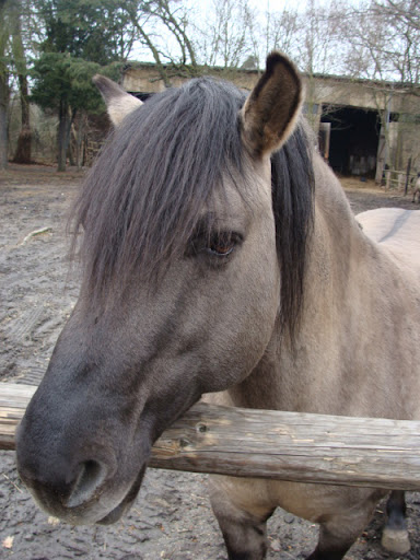 Equus caballus