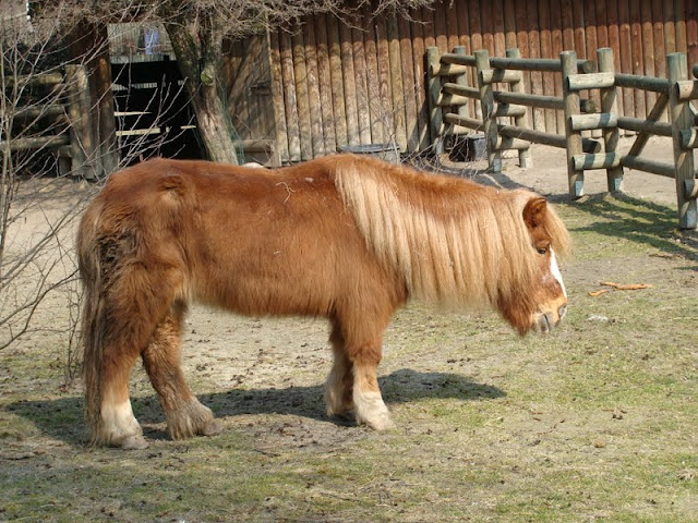 Equus caballus