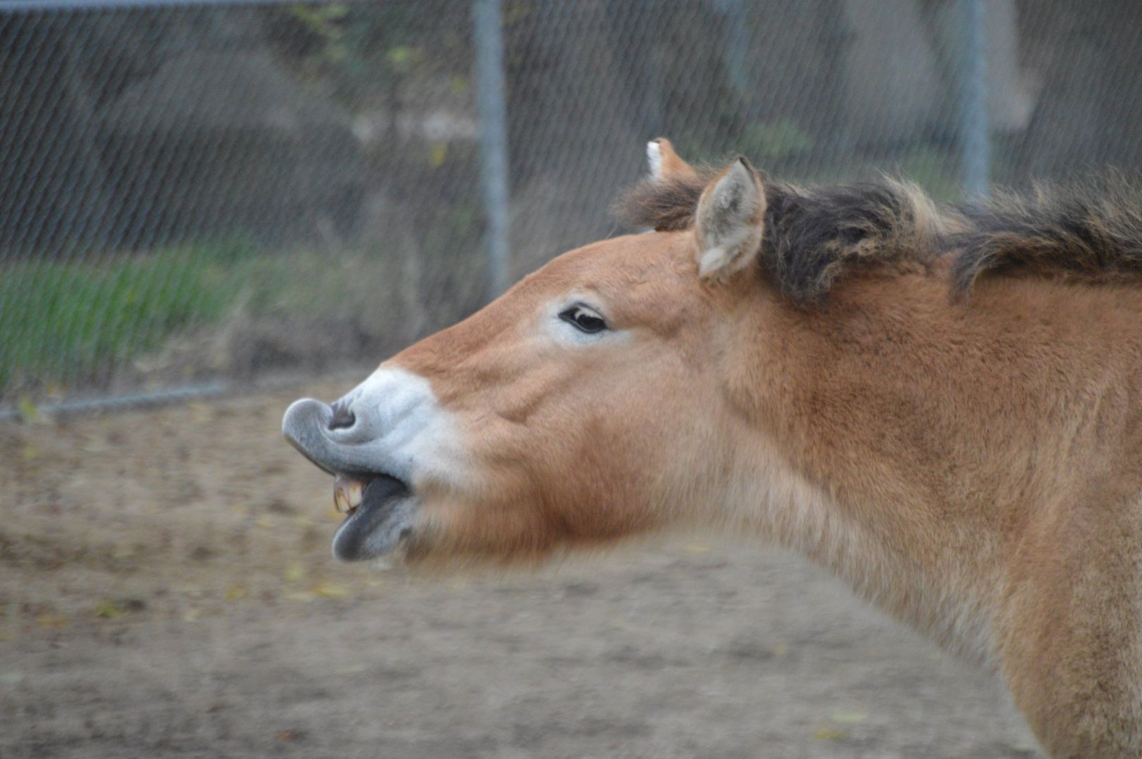 Equus ferus przewalskii mid lip-flip