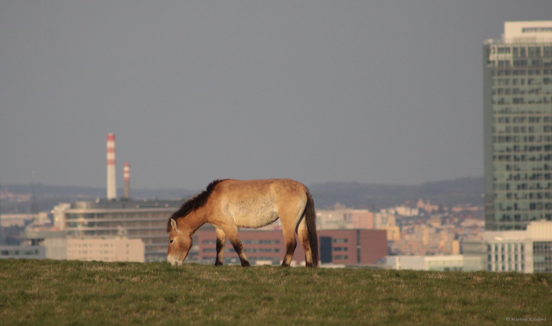 Equus ferus przewalskii