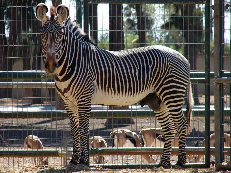 Equus grevyi / Grevy`s zebra (male)