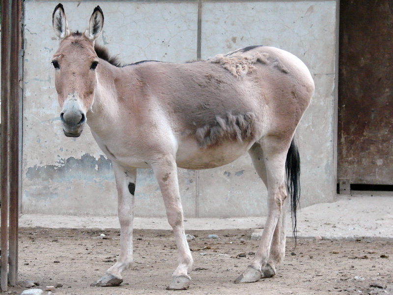 Equus hemionus hemionus / Mongolian Wild Ass (female)