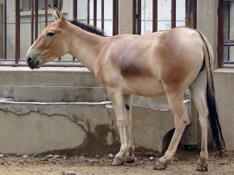 Equus hemionus hemionus / Mongolian Wild Ass (female)
