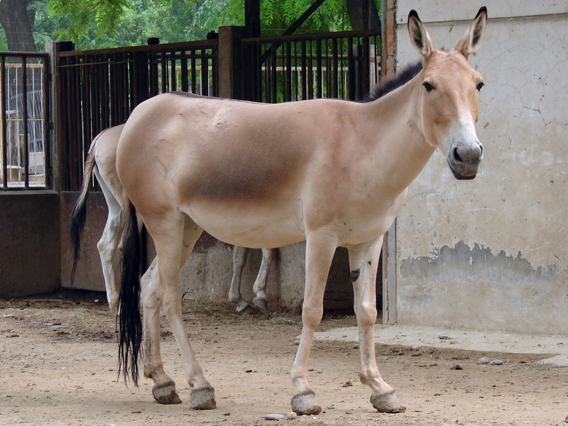 Equus hemionus hemionus / Mongolian Wild Ass (female)