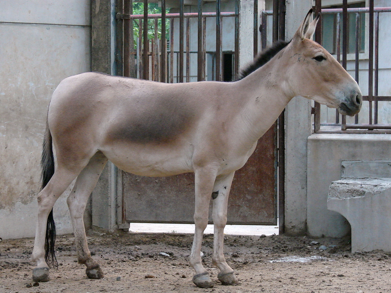 Equus hemionus hemionus / Mongolian Wild Ass (female)