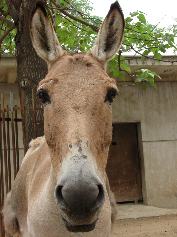 Equus hemionus hemionus / Mongolian Wild Ass (male)