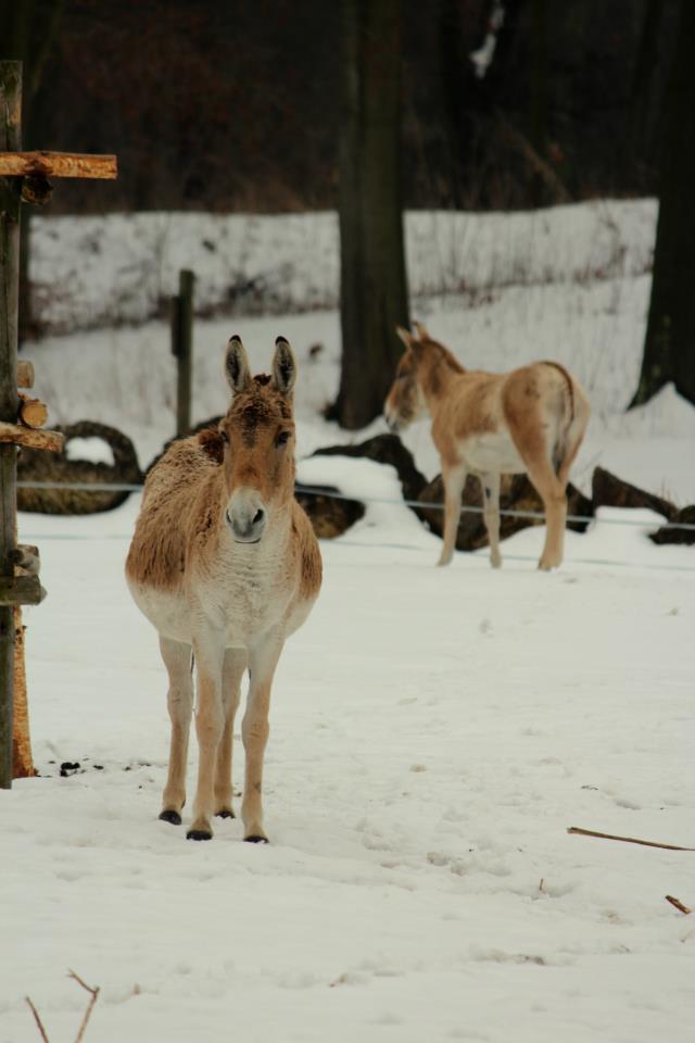 Equus hemionus kulan