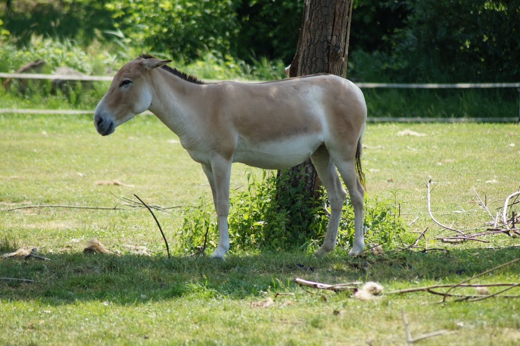 Equus hemionus kulan