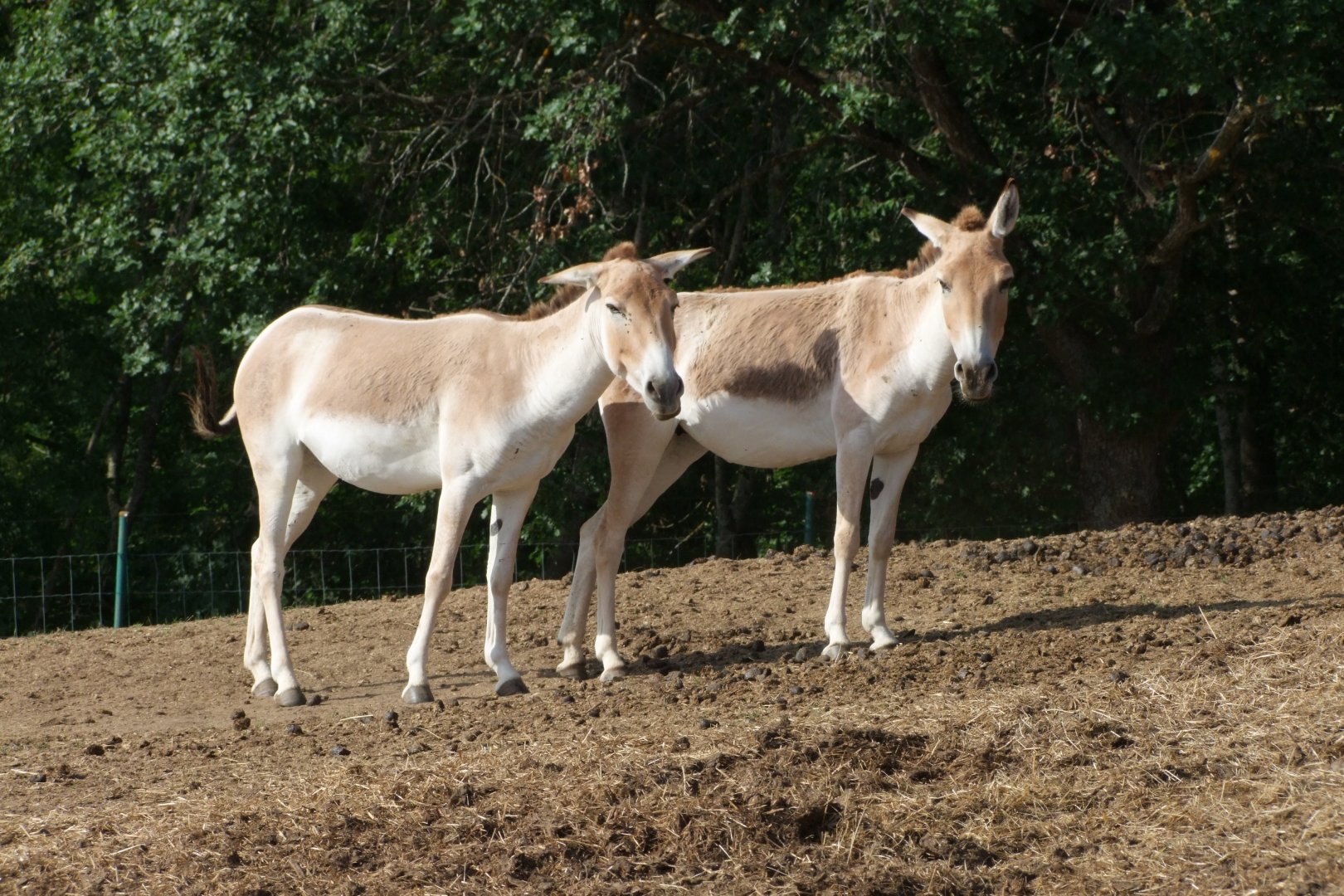 Equus hemionus kulan
