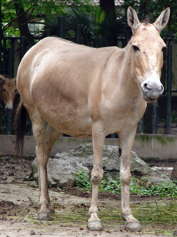 Equus hemionus luteus / Gobi Kulan (pregnant female)