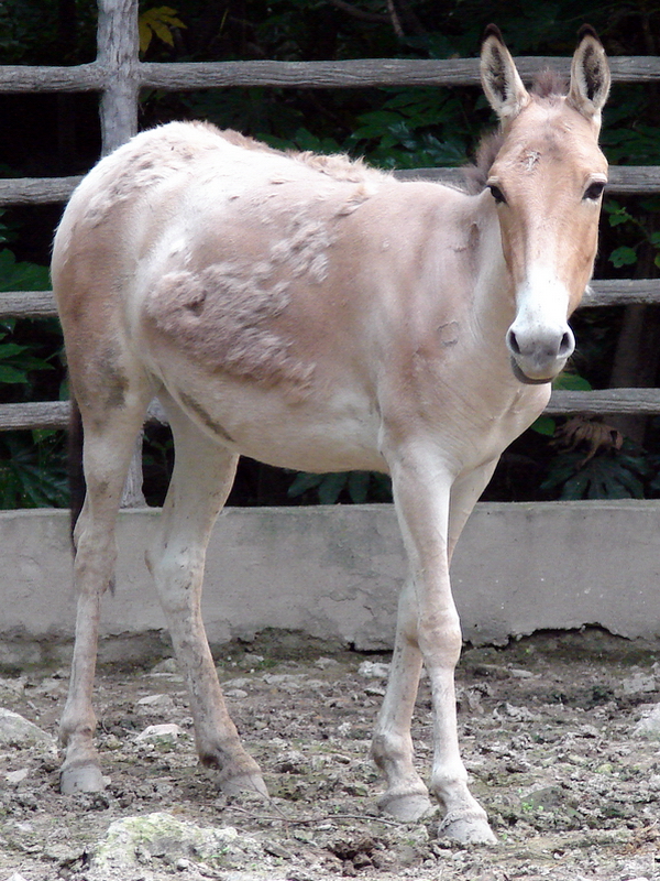 Equus hemionus luteus / Gobi Kulan (young female)
