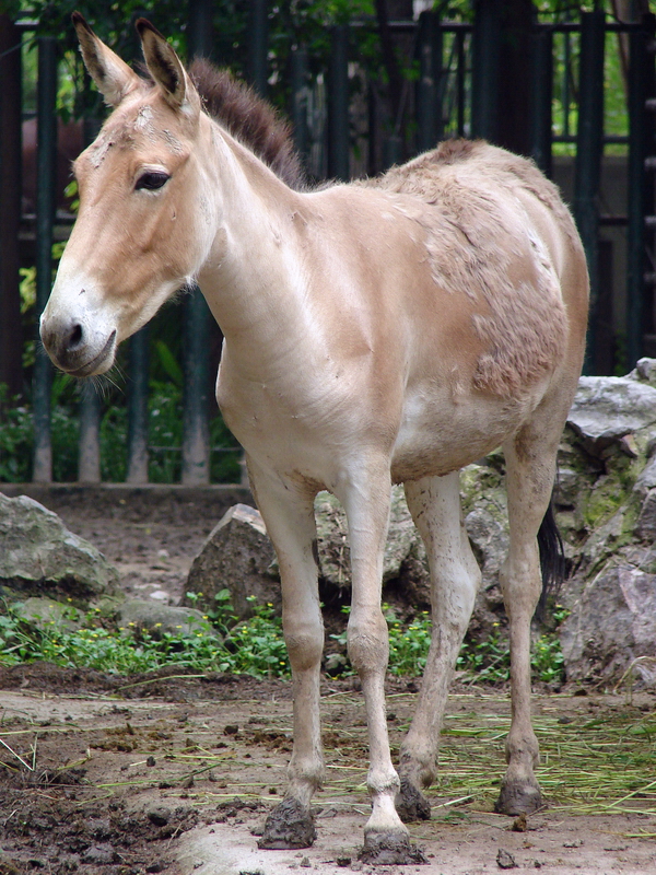 Equus hemionus luteus / Gobi Kulan (young female)