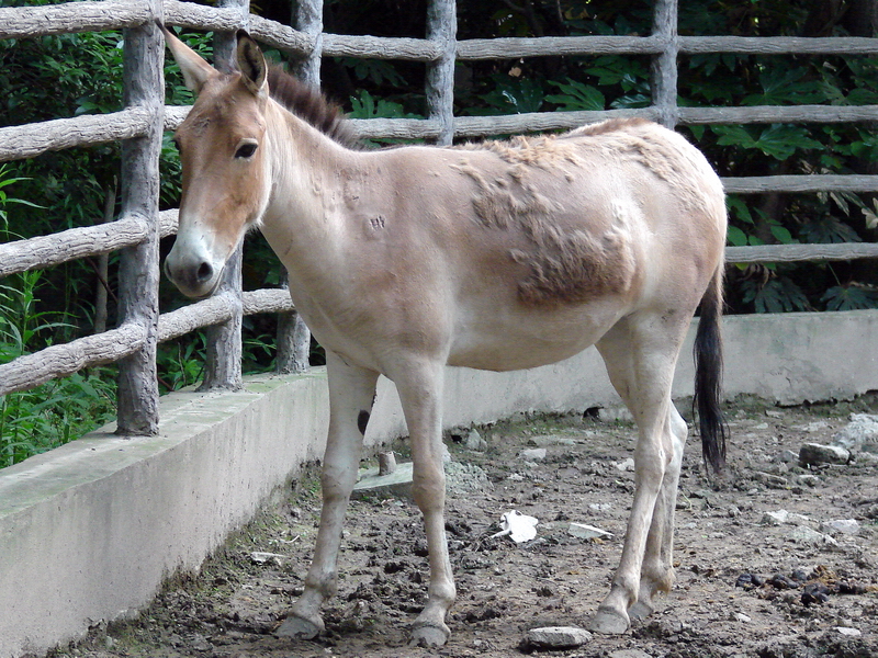 Equus hemionus luteus / Gobi Kulan (young female)