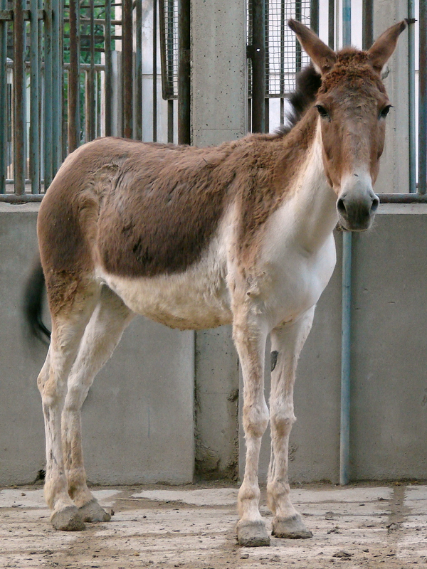 Equus kiang / Kiang (female)