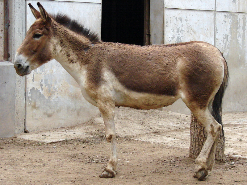 Equus kiang / Kiang (female)