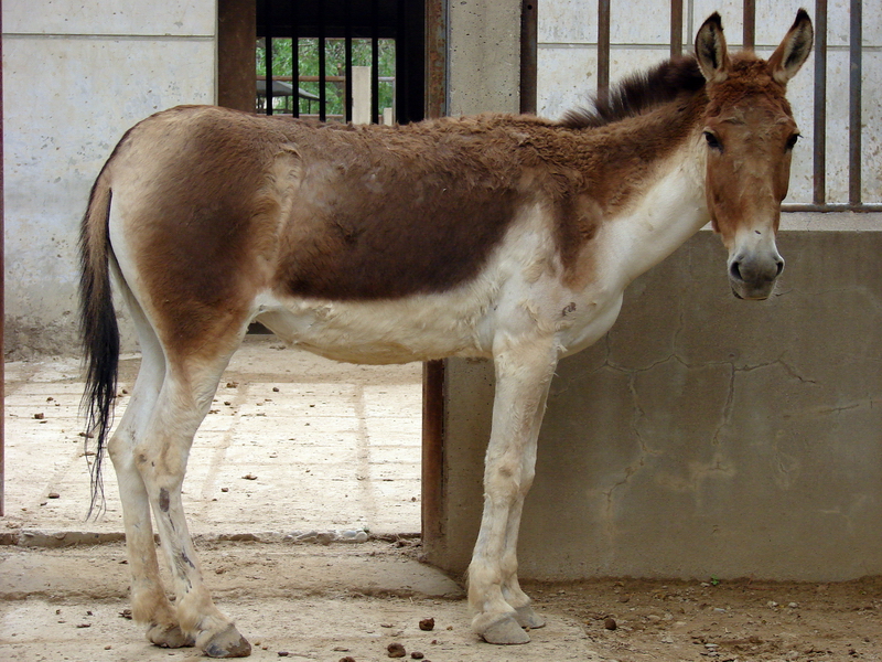 Equus kiang / Kiang (female)