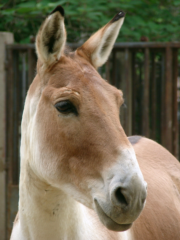 Equus kiang / Kiang (male)