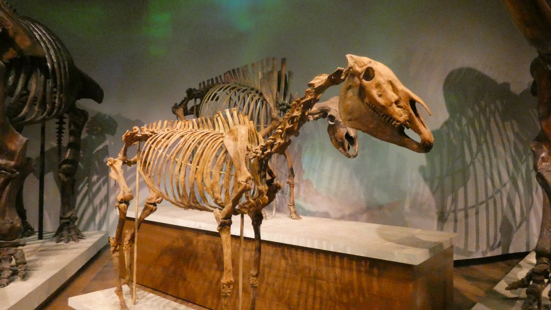 Equus, Mammals of the Ice Age, Evolving Planet - Feb. 2022