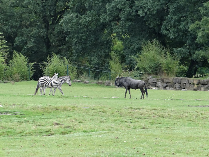 Equus quagga boehmi / Cannochaetes taurinus