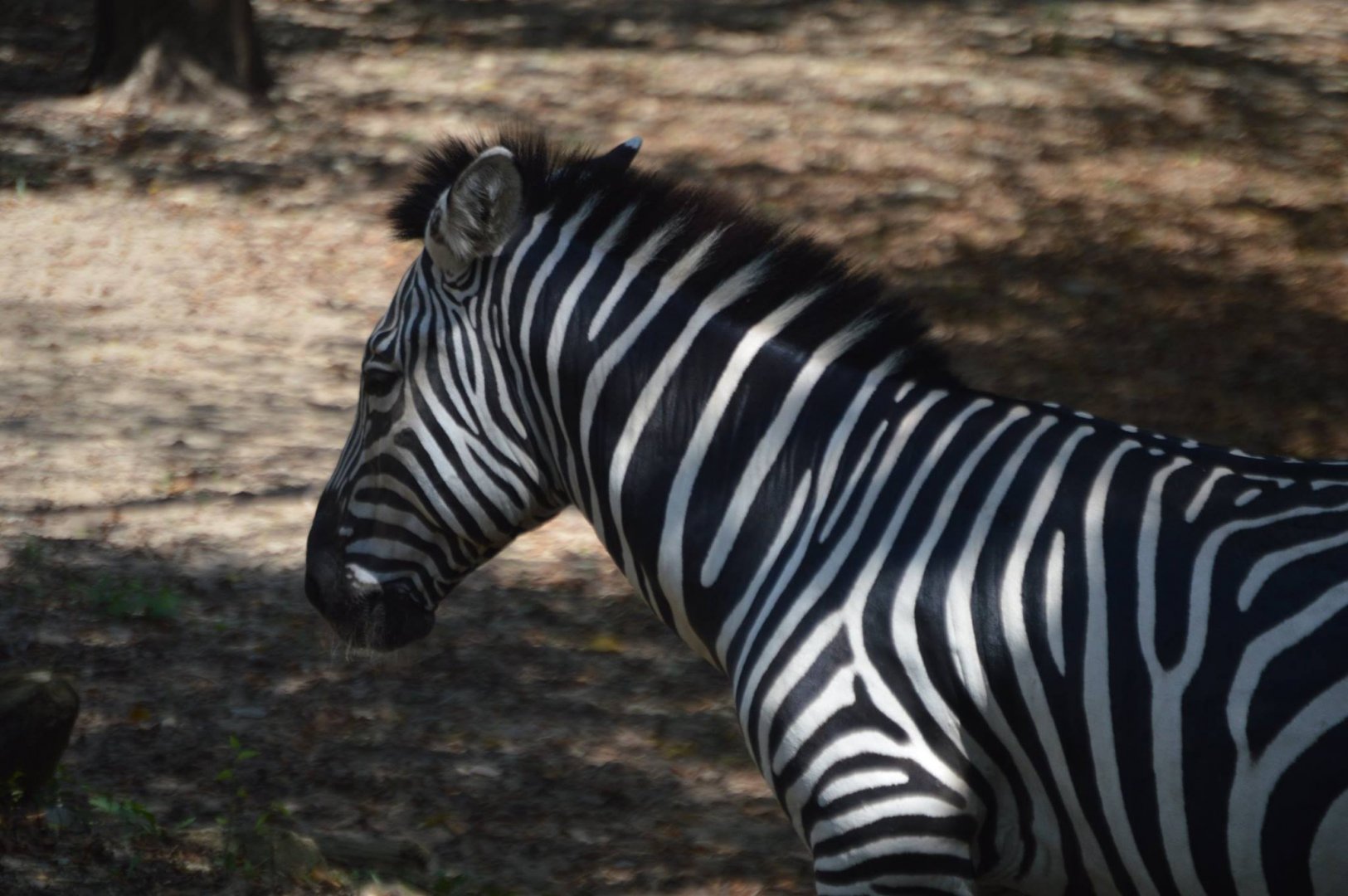 Equus quagga boehmi