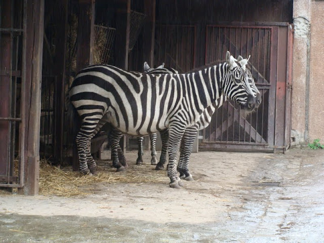 Equus quagga borensis