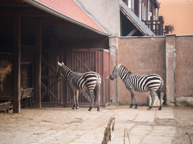 Equus quagga borensis