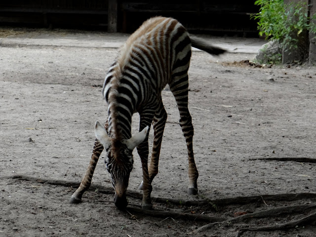 Equus quagga borensis