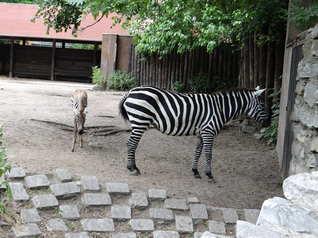 Equus quagga borensis