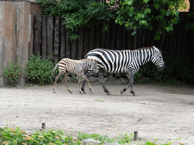 Equus quagga borensis