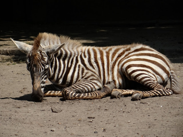 Equus quagga borensis