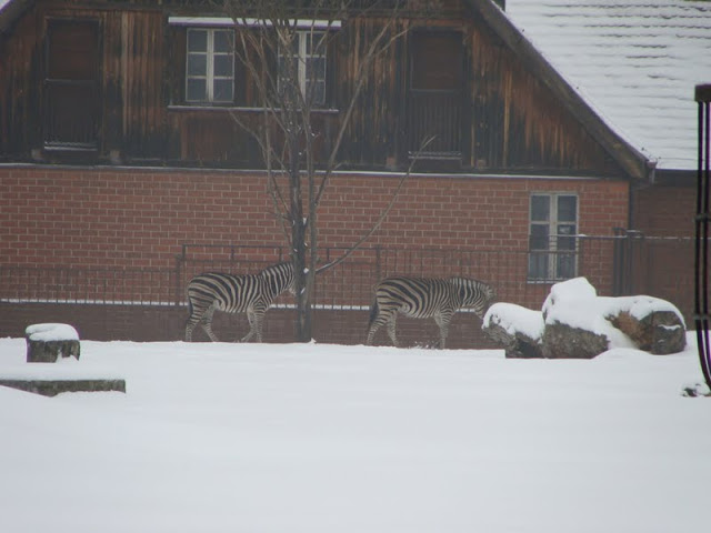 Equus quagga chapmani