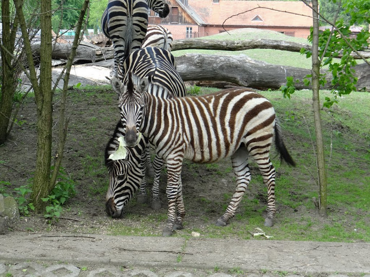 Equus quagga chapmani