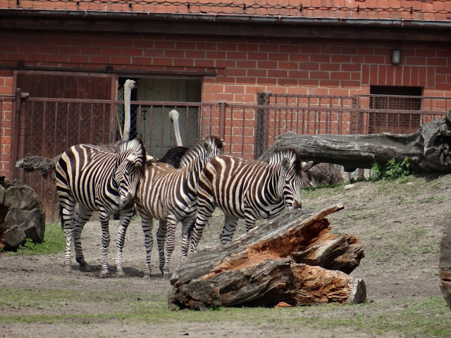 Equus quagga chapmani