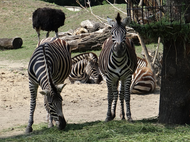 Equus quagga chapmani