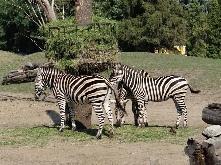 Equus quagga chapmani