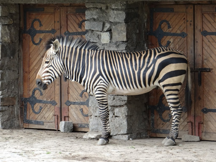 Equus zebra hartmannae