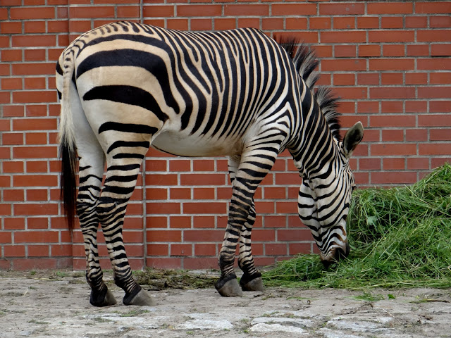 Equus zebra hartmannae